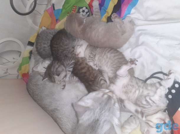 Шотландские котята, фотография 9