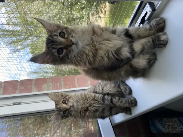 Котята Мейн-кун, фотография 3