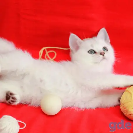 Котята британские, фотография 1