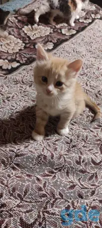 Отдам рыжего котенка-мальчика в дар, фотография 3