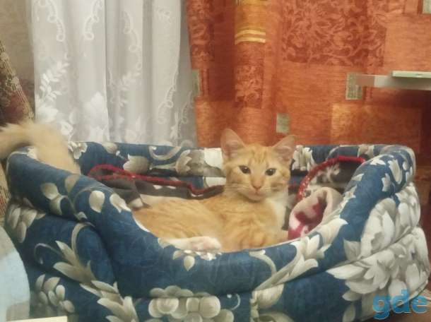 Котёнок в дар, фотография 3