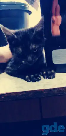 Отдам котенка, фотография 3
