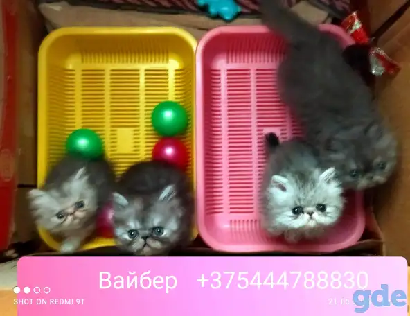 Персидские котята экстремального типа. Персы., фотография 17