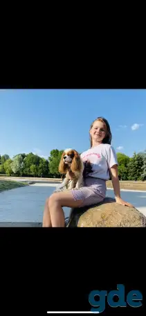 Жених Кавалер Кинг Чарльз Спаниель. Вязка, фотография 2