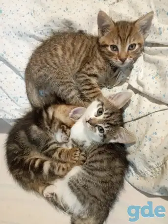 Отдам котят, ДАРОМ!, фотография 1