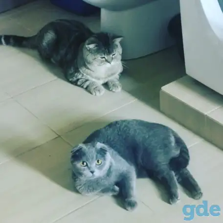 Шотландские котята, фотография 4