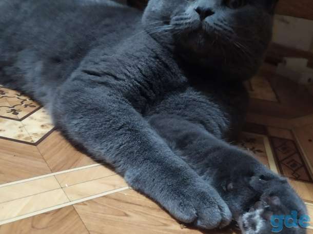 Британский короткошерстный кот, фотография 4
