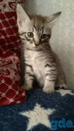 Котёнок в добрые руки, фотография 2