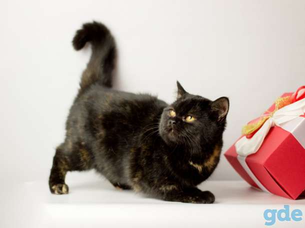 Британские короткошерстные котята, фотография 6
