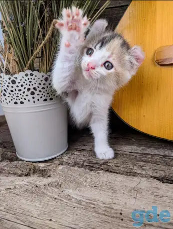 Котята Американский кёрл, фотография 5