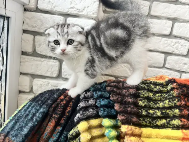 Шотландские котята, фотография 1