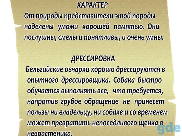 Щенки бельгийской овчарки грюнендаль, тюверен, фотография 5