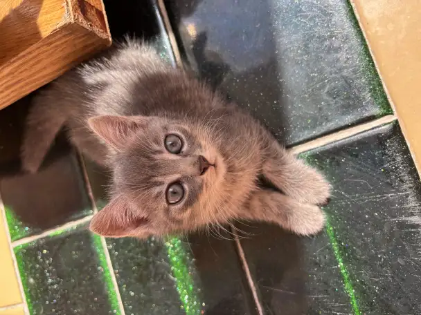 Котята, фотография 6