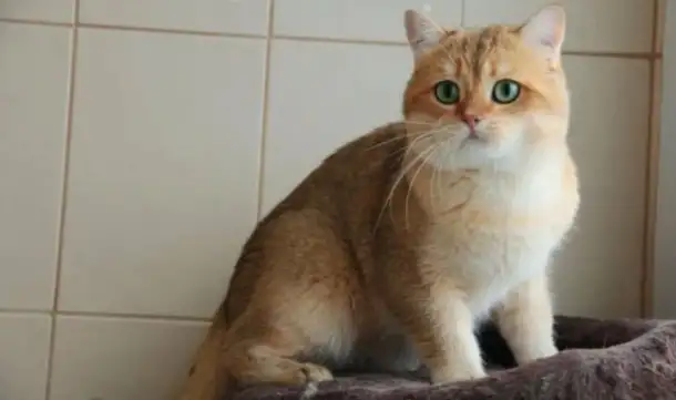 Шотландский кот вязка, фотография 1