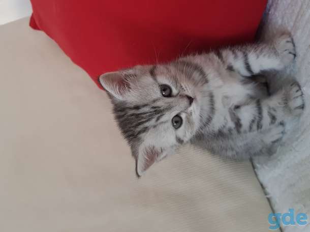 Британские котята, фотография 2