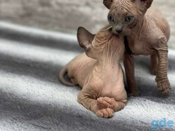 Котята канадского сфинкса, фотография 2