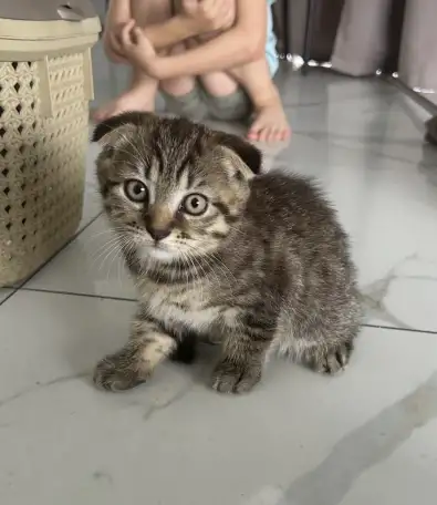 Шотландские котята мальчики вислоухий и прямоухий, фотография 3