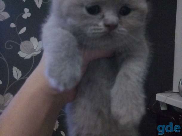 Британские котята, фотография 4
