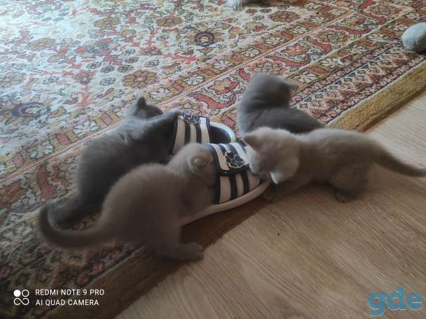Британские котята, фотография 1