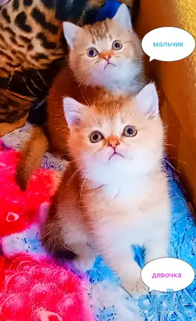 Шотландские вислоухие котята, фотография 1
