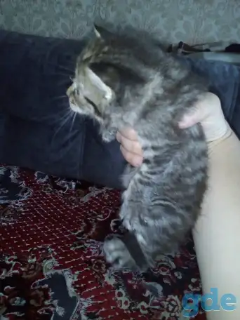 Маленькие котята ищут дом, фотография 2