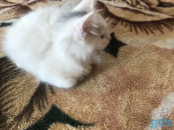 котята в дар, фотография 4