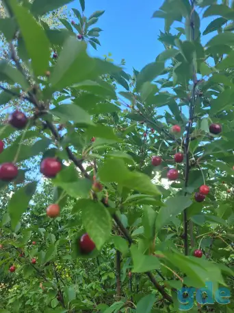 Продам участок в садовом товариществе, Молодеченский р-он, Красненский с/с, с/т РАМОНОК МАЗ, фотография 5