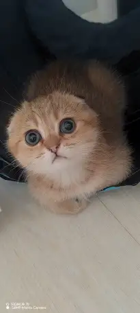 Шотландские котята, фотография 1