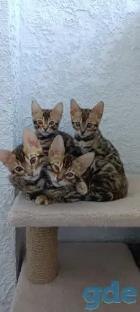 Бенгальские котята, фотография 2