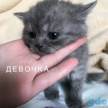 Шотландские вислоухие котята, фотография 4