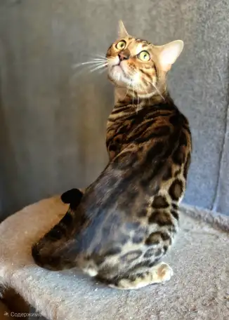 Вязка бенгальских кошек, фотография 4