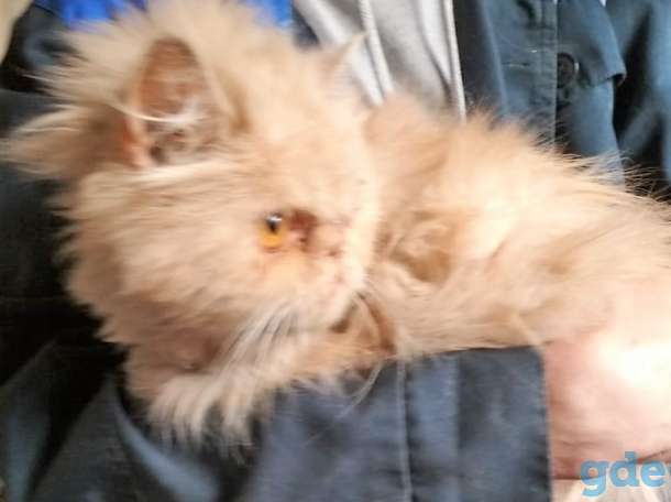 Персидский котик ищет дом, фотография 1