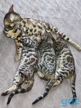 Продам бенгальских котят, фотография 4