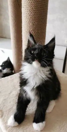 Котятa Мейн Куны из серцифицированного питомника, фотография 2