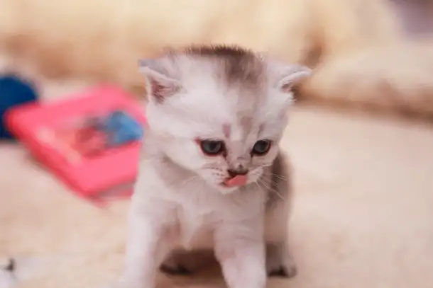 Котята шотландские, фотография 4