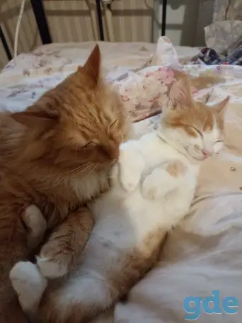 отдам котенка в хорошие руки, фотография 1