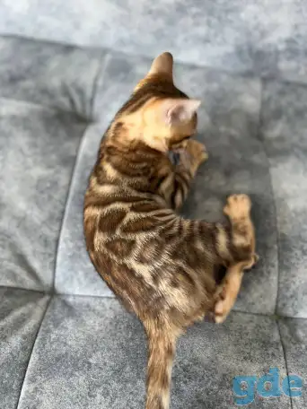 Продам бенгальских котят, фотография 2