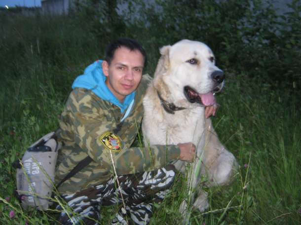 Дрессировка собак., фотография 1