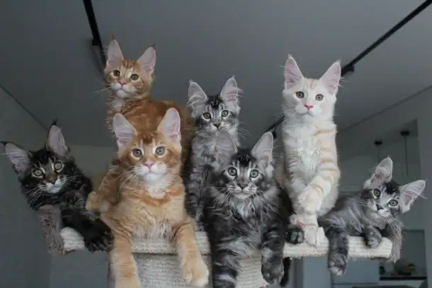 Котята породы мейн-кун., фотография 1