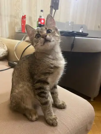 Котенок ТИШКА ищет дом, фотография 2