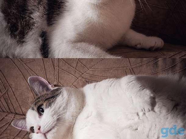 Добрый кот ищет дом, фотография 1