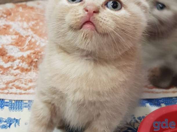 Шотландские котята, фотография 5