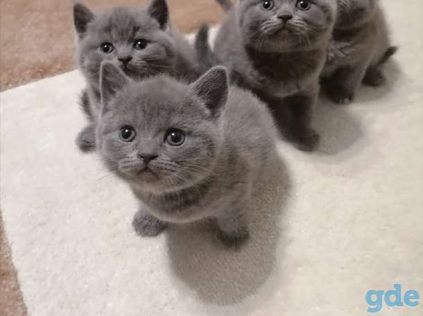 Британские котята, фотография 9