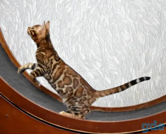 Бенгальские котята: девочка, фотография 2