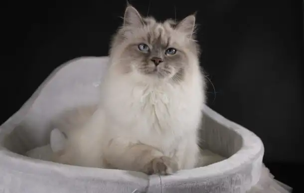 Котята от питомника Невский Шарм, фотография 4