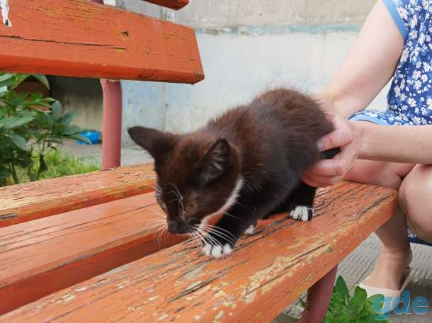 Котенок Кноп ищет дом и семью!, фотография 6
