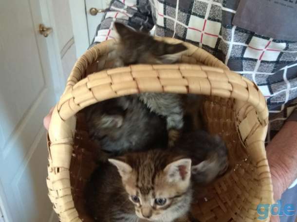 Милые котята., фотография 3
