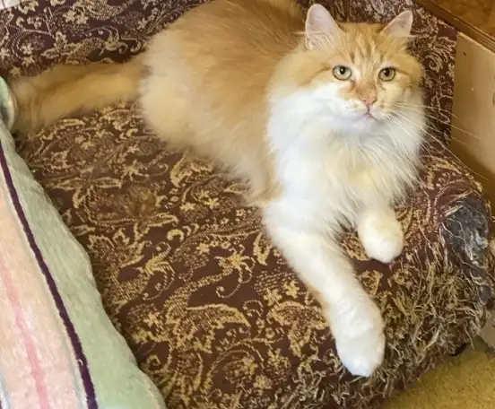 Нужна помощь! Коты ищут дом или передержку! Сос, фотография 1