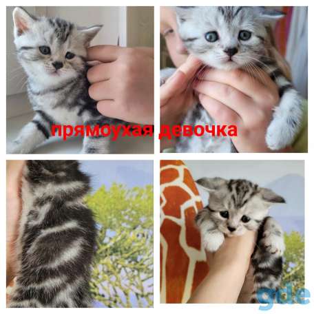 Шотландские котята, фотография 8