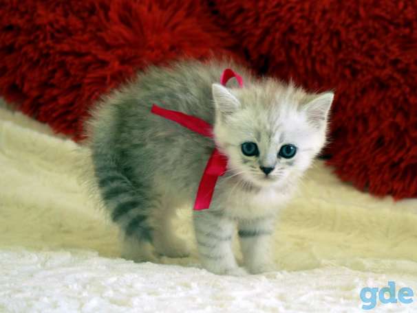 Шотландские котята, фотография 5
